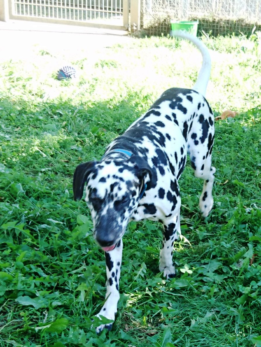 Tierheim Neumarkt i.d.Opf