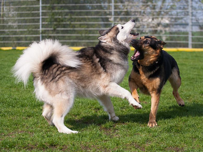 Tierheim Neumarkt i.d.Opf