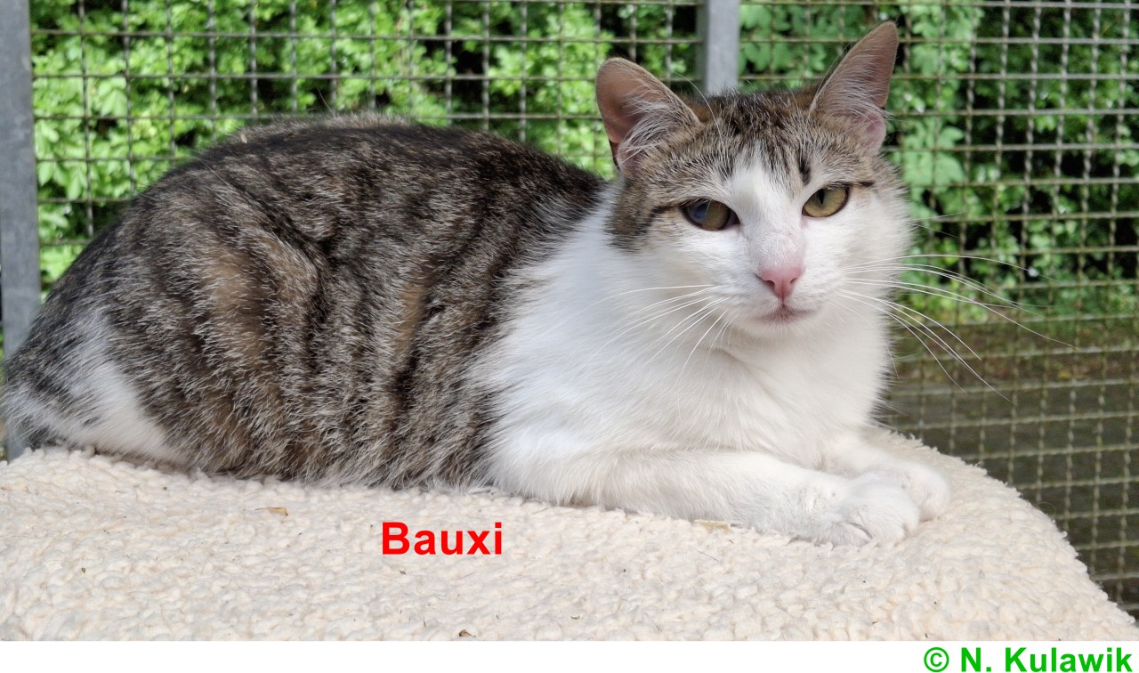 Bauxi N Kulawik