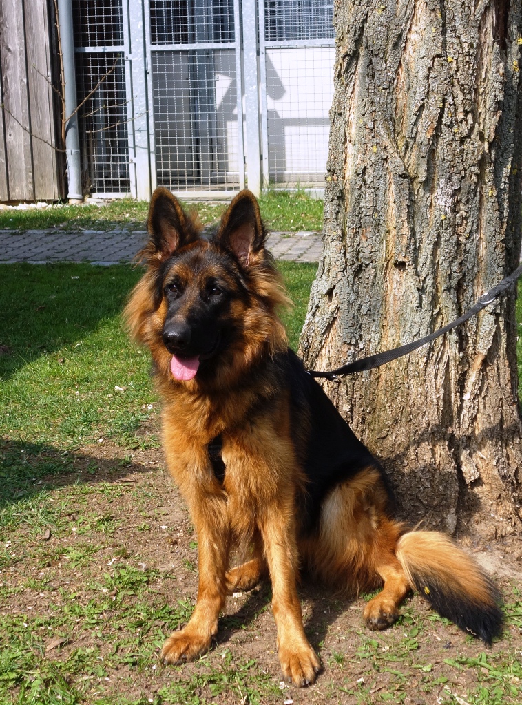 Tierheim Neumarkt i.d.Opf