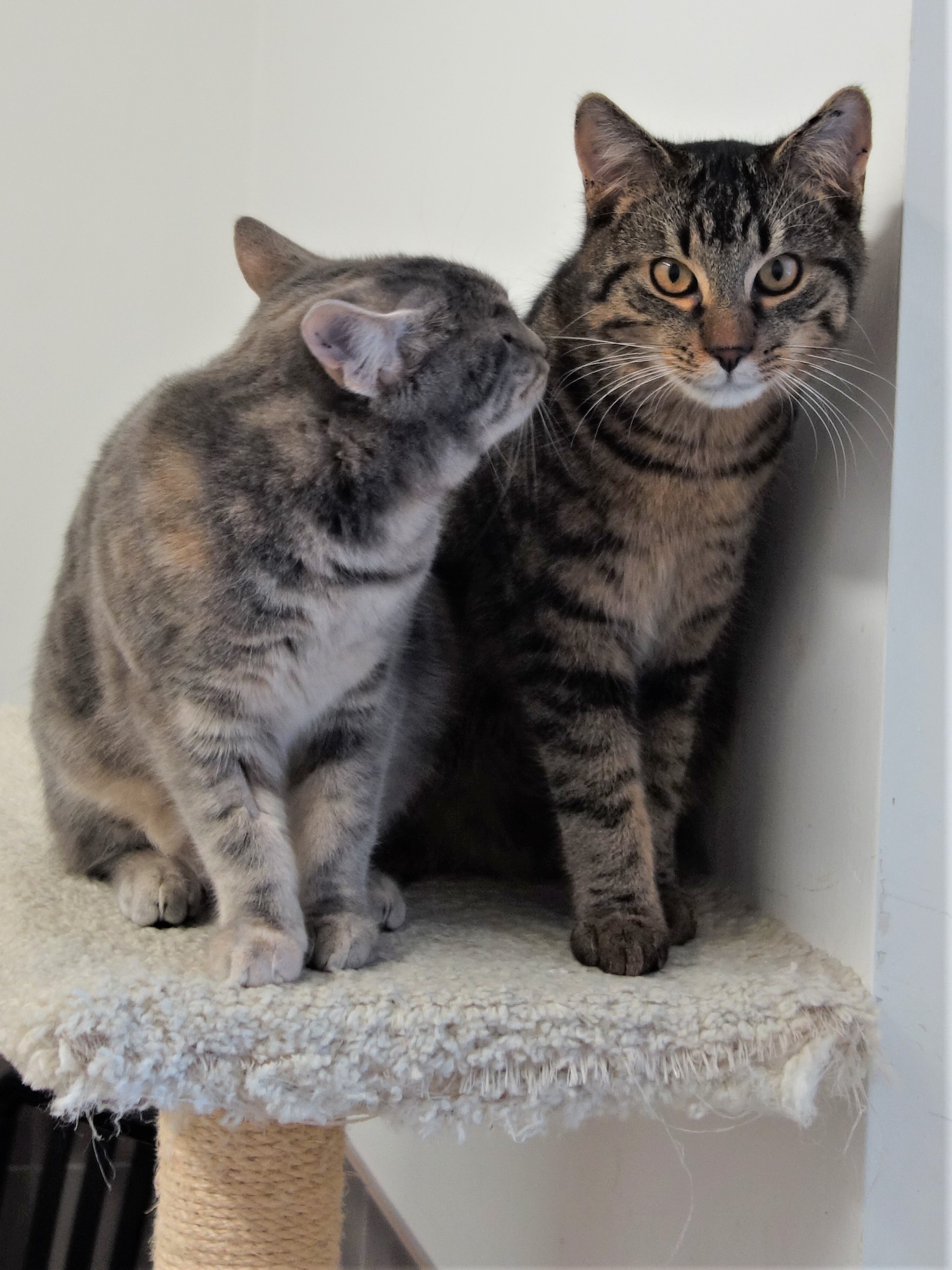 Tierheim Neumarkt i.d.Opf