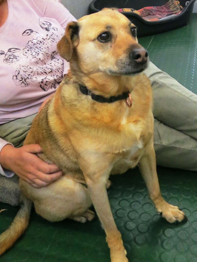 Tierheim Neumarkt i.d.Opf