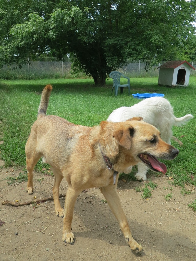 Tierheim Neumarkt i.d.Opf