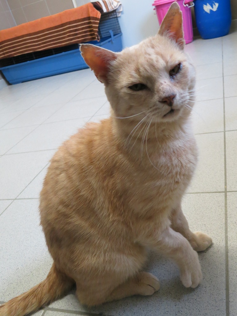 tierheim neumarkt hunde