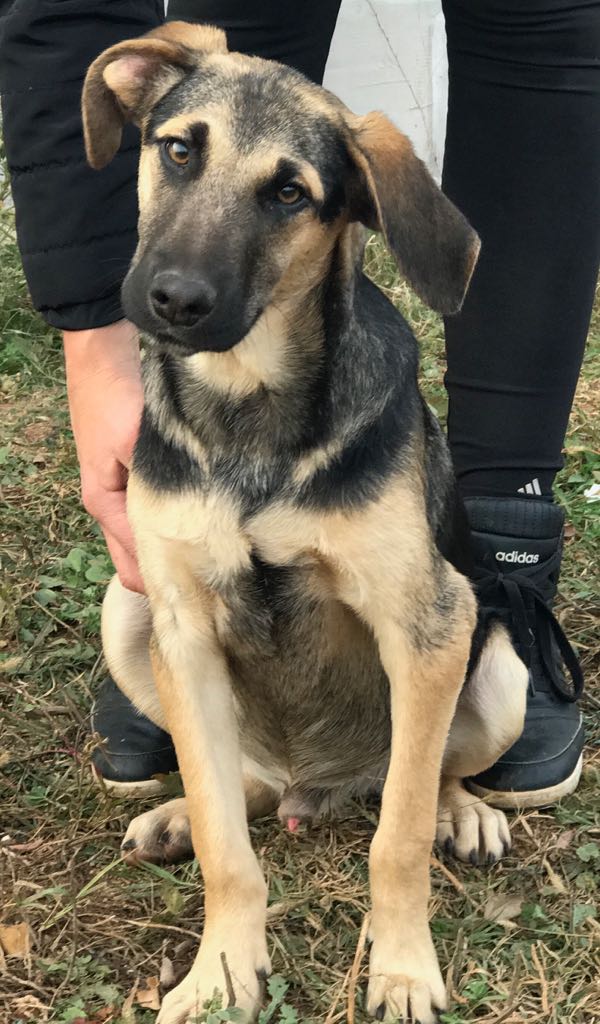 Tierheim Neumarkt i.d.Opf