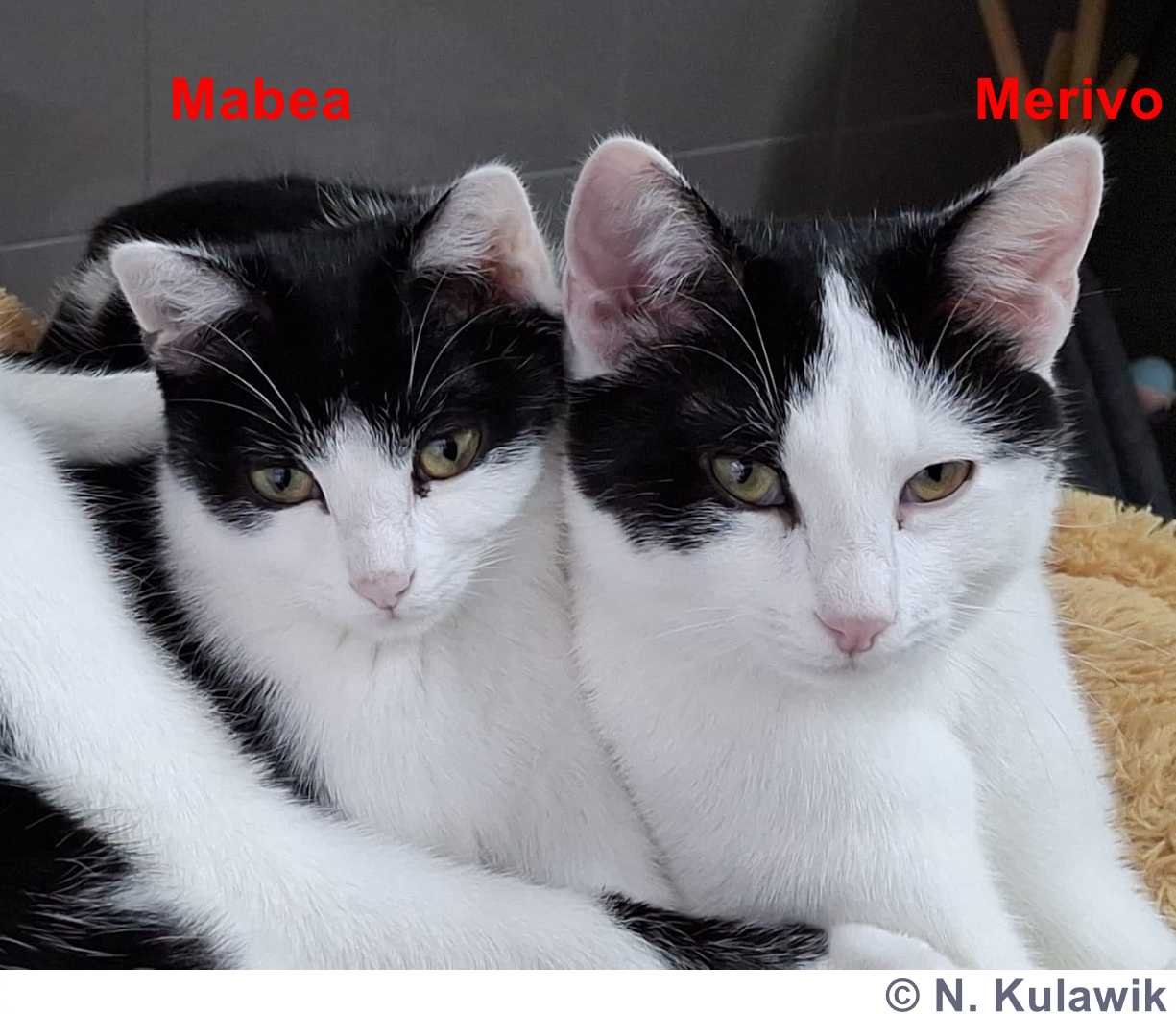 Mabea Merivo 1