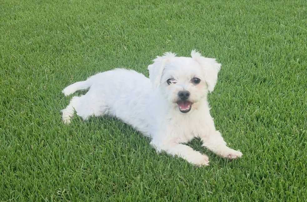 Melody