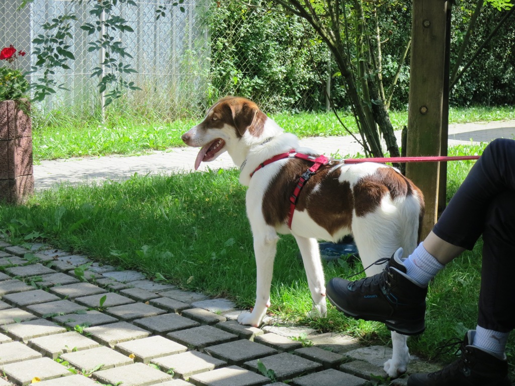 Tierheim Neumarkt i.d.Opf