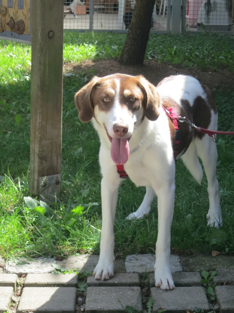 tierheim neumarkt hunde