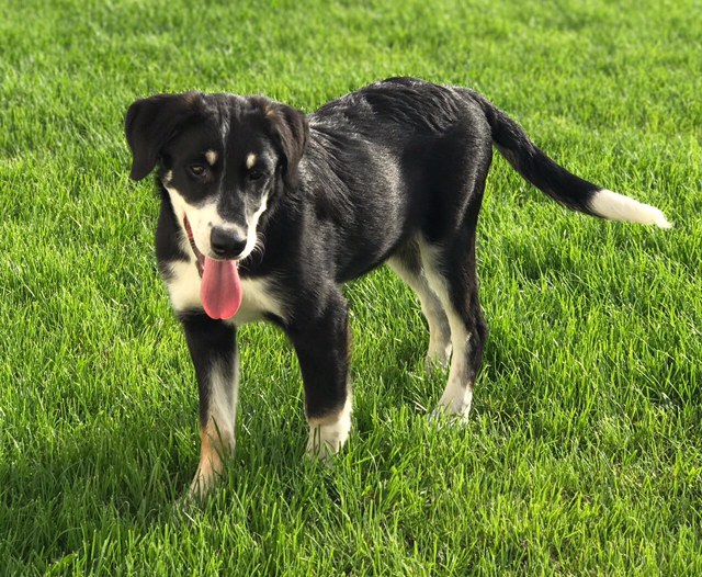 Tierheim Neumarkt i.d.Opf