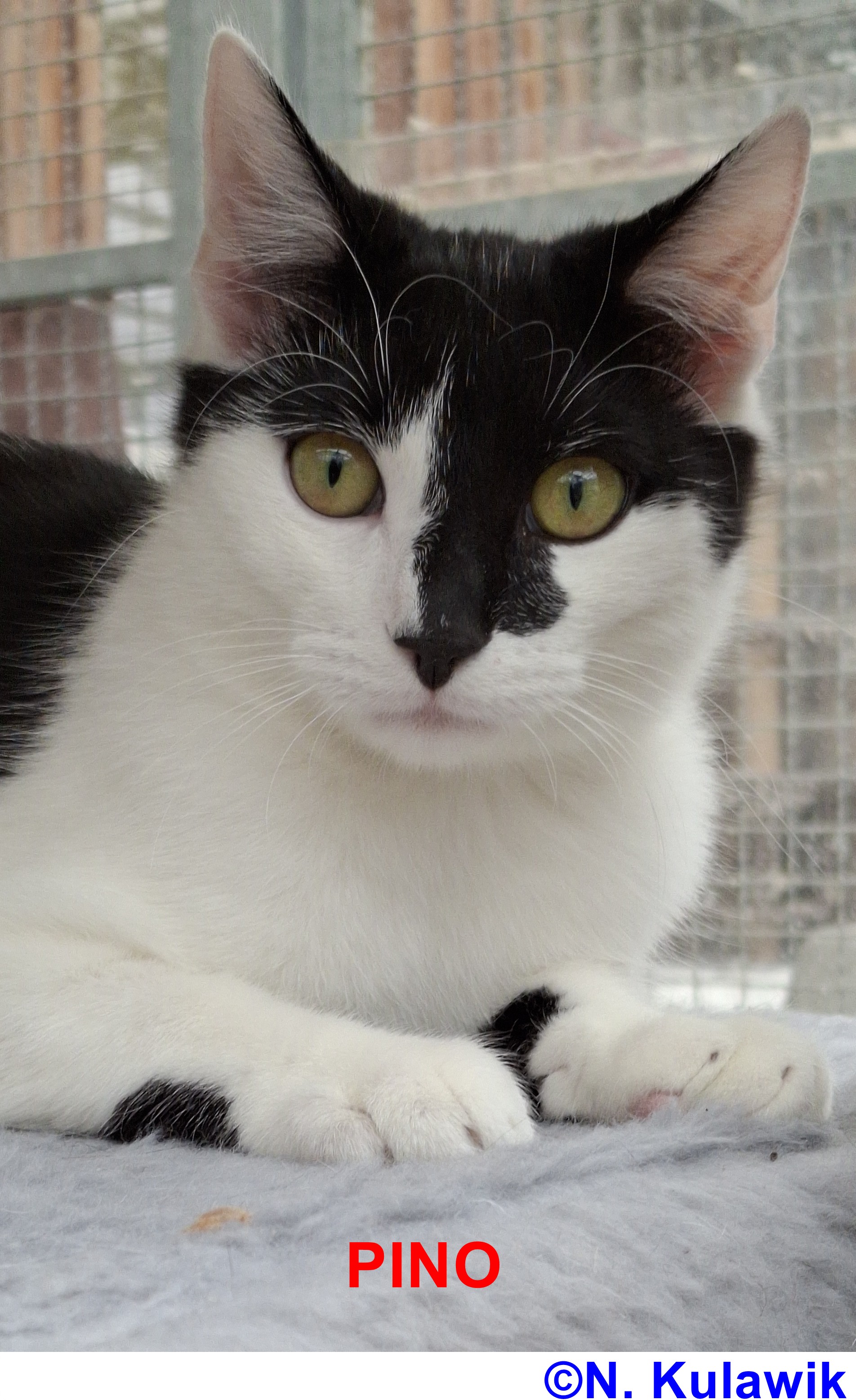 Pino