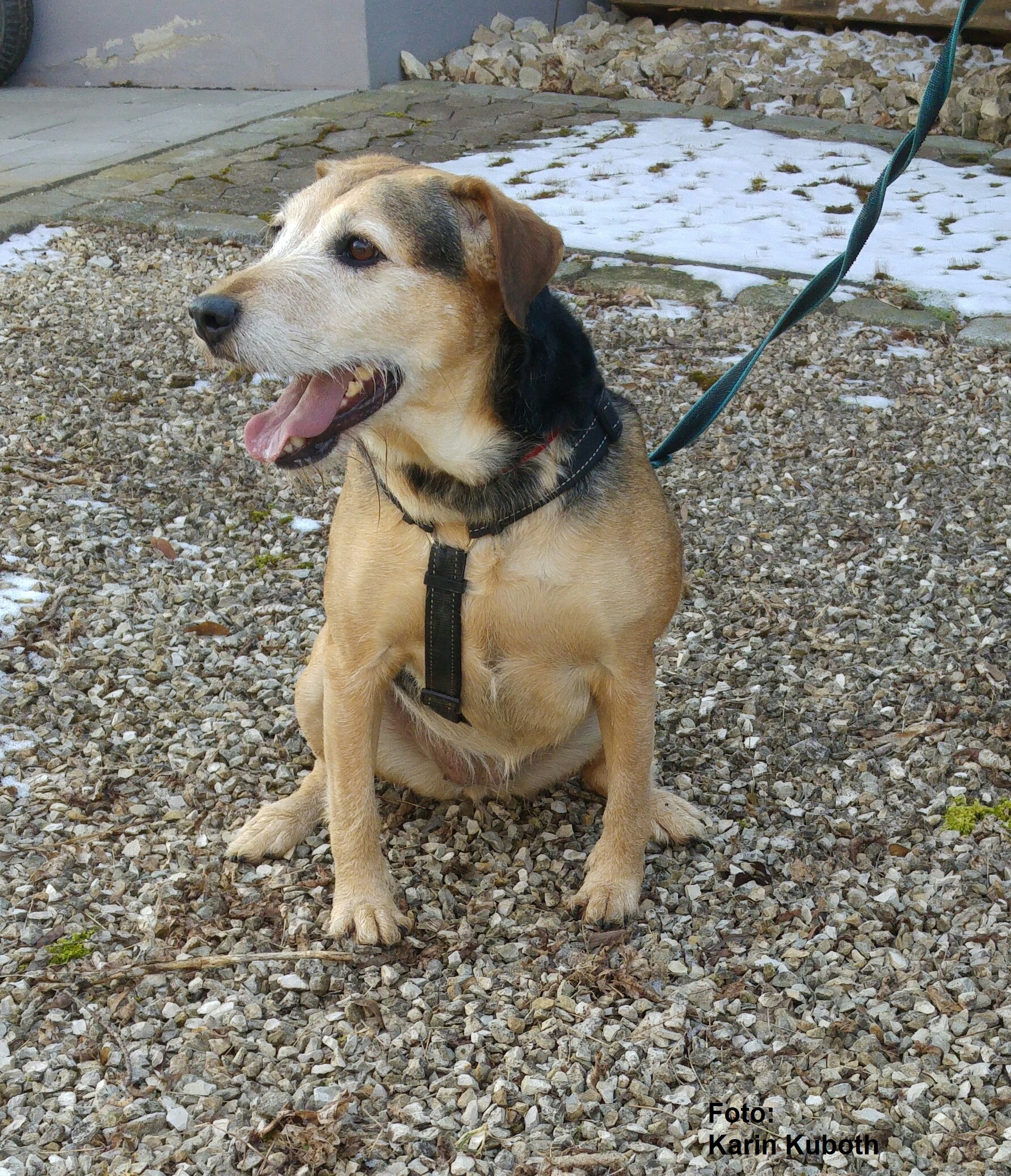 Nero - Deutscher Schäferhund - Bild 3