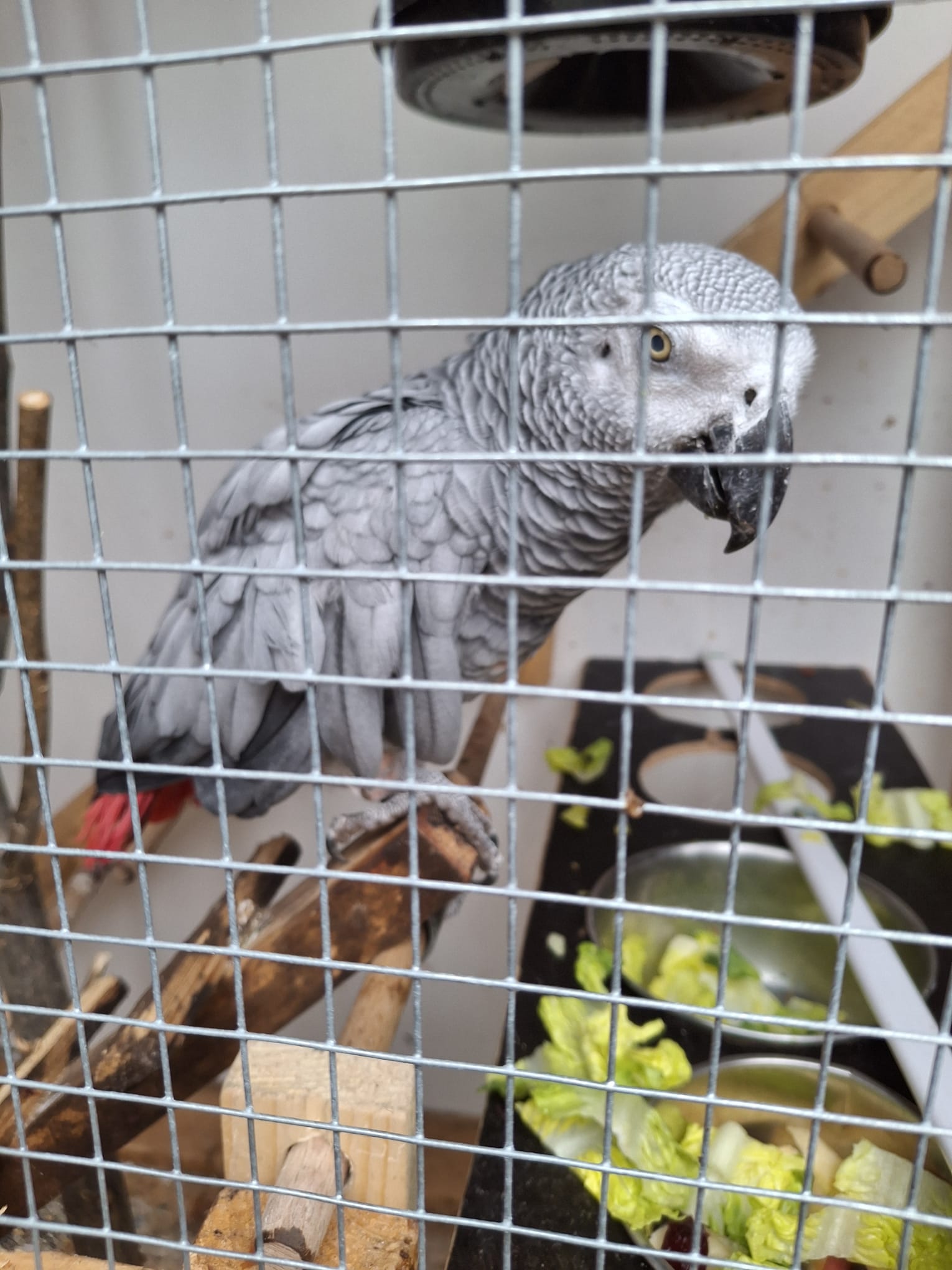 VH Graupapagei Coco