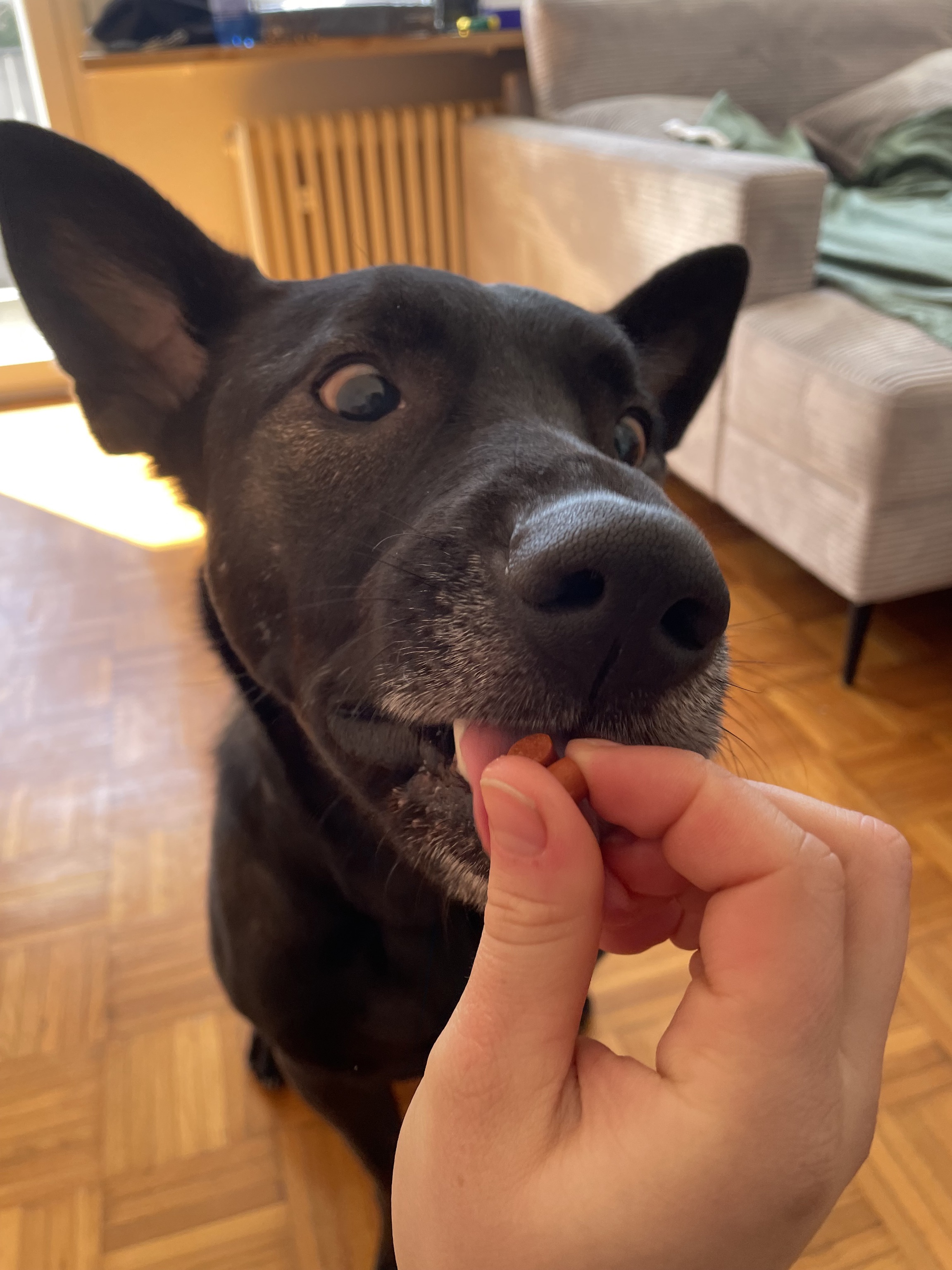 VH Mischling Damon Fred 1