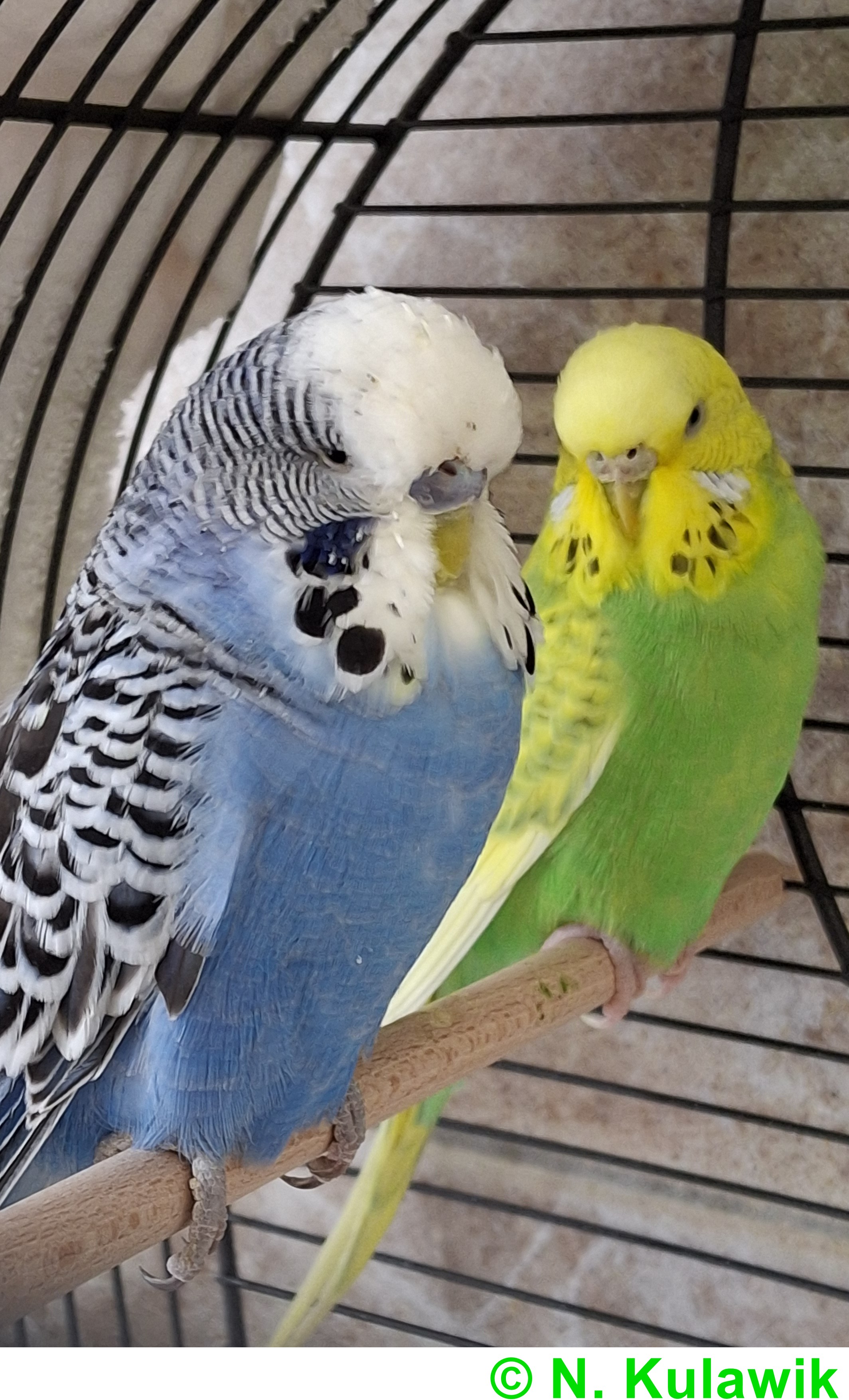 Wellis Benjamin u Bluemchen