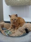 Findus Update
