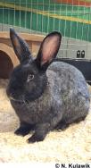 Hase Pepper 1