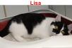 Lisa